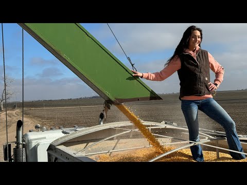 Trucking Corn With Laura