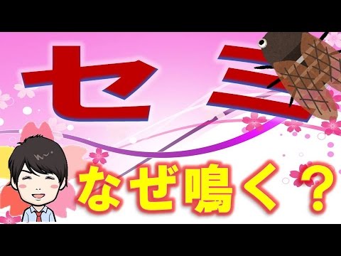 【3分】  なぜセミは鳴くの？