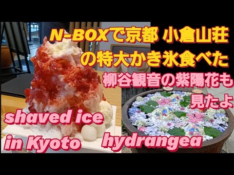 【京都 観光】N-BOXで京都 柳谷観音のあじさい見て、小倉山荘の特大かき氷食べた。京都 紫陽花 2024hydrangea flower 京都 グルメ 長岡京グルメ NBOXカスタム タントカスタム