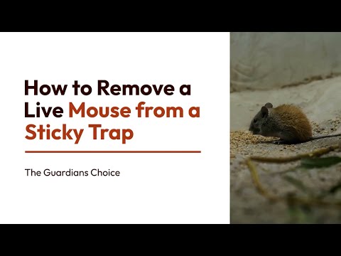 How to Remove a Live Mouse from a Sticky Trap | The Guardian's Choice