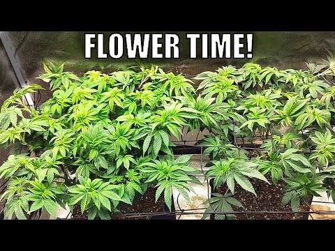 Flipping into Flower! | Wedding Cake Grow Week 17