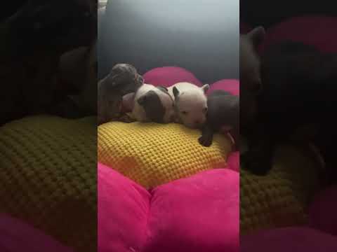 3.5 week old pups #puppy #cute #doglover #pets #trending