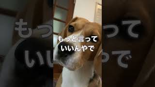 ビーグル犬が散歩中に言われることランキング#ビーグル#beagle #いぬ