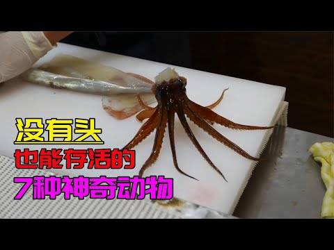 砍掉了头还能活18个月，7种没有头也能存活的神奇动物 #动物世界 #自然传奇 #大自然 #動物 #動物故事 #野生動物 #動物反殺 #万物有光