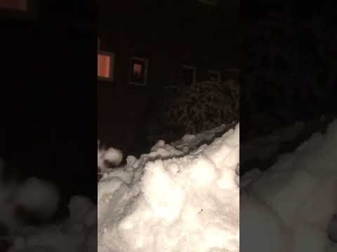 #shorts #shortsfeed #shortvideo #winter #snow #netherlands