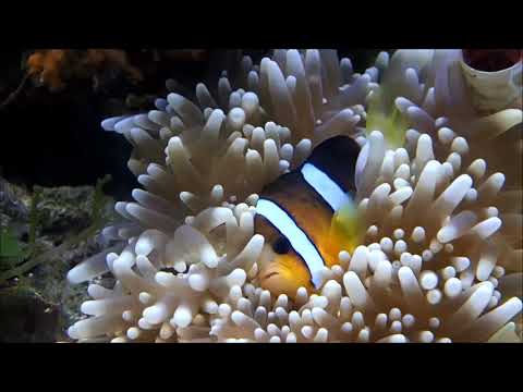 雙帶小丑與共生夏威夷海葵Clark's anemonefish with Delicate sea anemone 3k