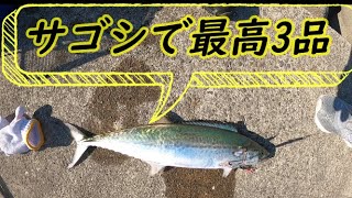 ショアジギで釣ったサゴシで教えてもらった調理してみたら