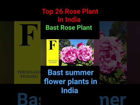 Top 26 Rose Plant Variety in India Bast summer flower plants in India Bast Rose Plant in India