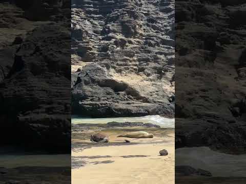 monk seals catching some rays