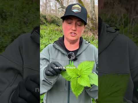 Learn how to identify our favourite wild edible, stinging nettle