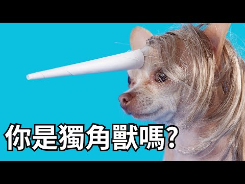 你是獨角獸嗎？不忍了！有些話一次講清楚  #2088 #愛鈴貝貝