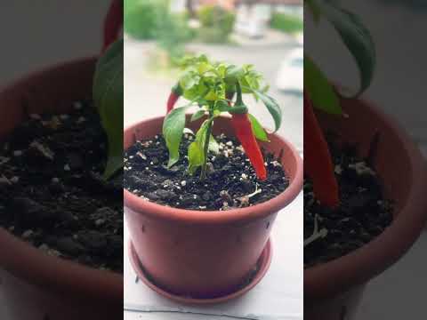 How to grow a mini chilli plant #chilli #gardening