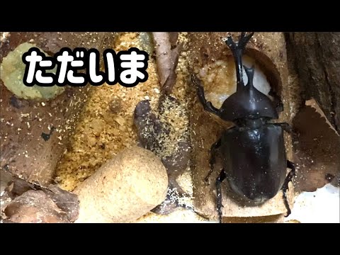 【カブトムシ】#42 ただいまカブちゃん　#カブトムシ #カブトムシ飼育