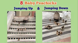 Eight cute BABY Peachicks Challenge Stairs