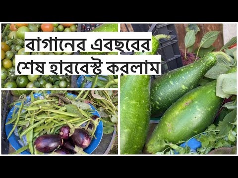 এবছর  শেষ হারবেস্ট করলাম/ ঠান্ডা পরার আগে বাগান পরিষ্কার করে নিতে হবে কিন্তু এতো কাজ কিভাবে সম্ভব ?