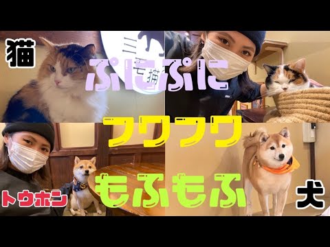 【お触りし放題❤️】大阪道頓堀の三毛猫茶屋🐈&豆柴カフェ🐕あなたはどっち派？😏【オール明けのバグったテンションで戯れる】