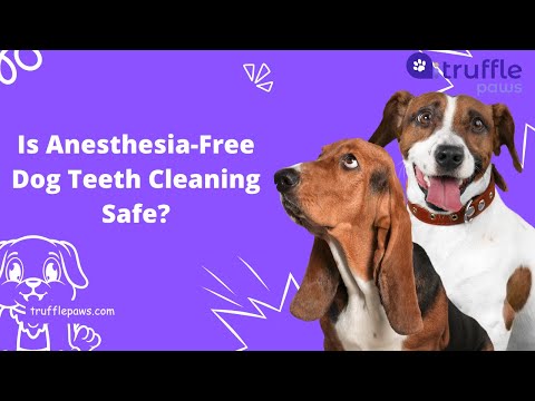 Is Anesthesia-Free Dog Teeth Cleaning Safe?🐶🦷