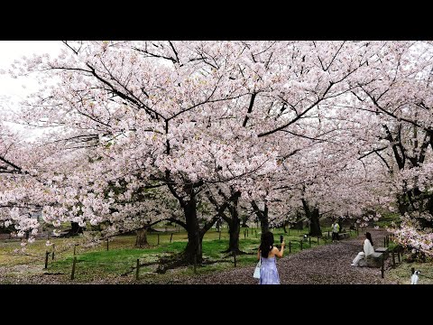 日本九州 4月櫻花滿開 福岡舞鶴公園 大濠公園(日本西湖)