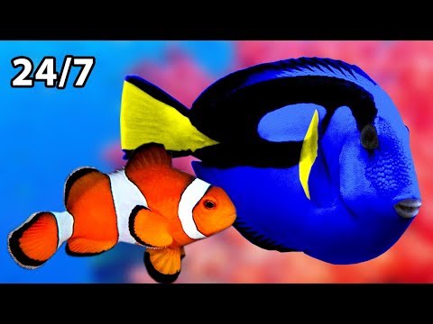 🔴 Beautiful Relaxing Aquarium 24/7 🐟🐠 Soothing Sounds for Sleeping, Studying, Relaxing, Insomnia