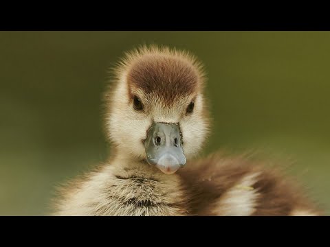 Давай посмотрим на этих прилесных ГУСЯТ! 🐥❤️🪿