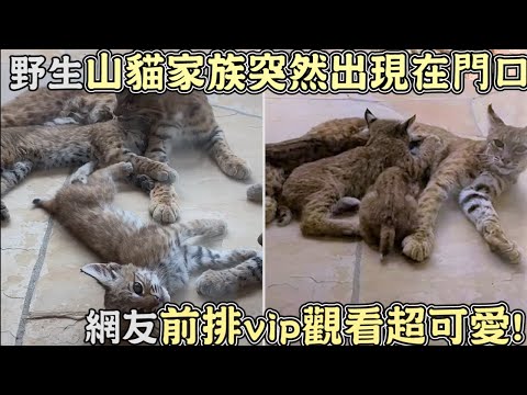 野生山貓家族突然出現在門口,網友傻眼vip觀看超可愛!｜貓咪｜寵物｜動物｜搞笑｜山貓