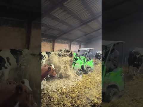 Farm Cows #shorts #fyp #cow #feeding #milking #hoofing