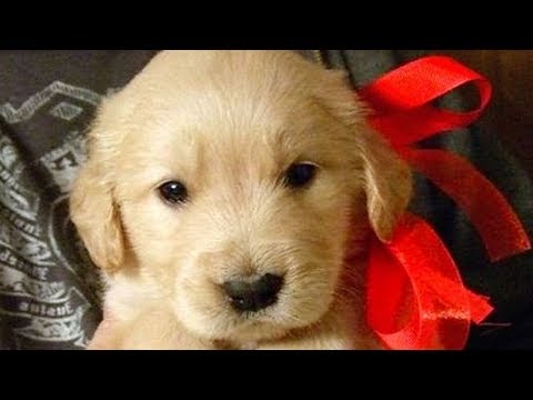 Christmas Puppy Surprise Compilation NEW