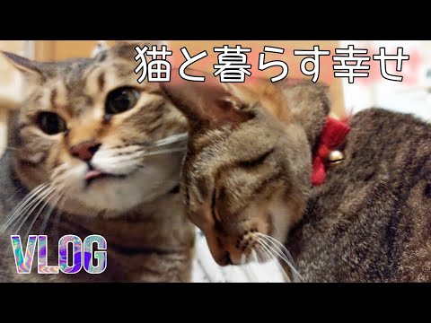 【猫動画vol.1】 今日は猫ちゃんだらけの動画です