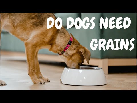 Do Dogs Need Grains