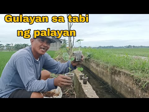 Tanim natin na gulay sa tabi ng ating palayan. #buhaymagsasaka #buhayprobinsya