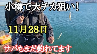 11月28日小樽で大チカ釣り！