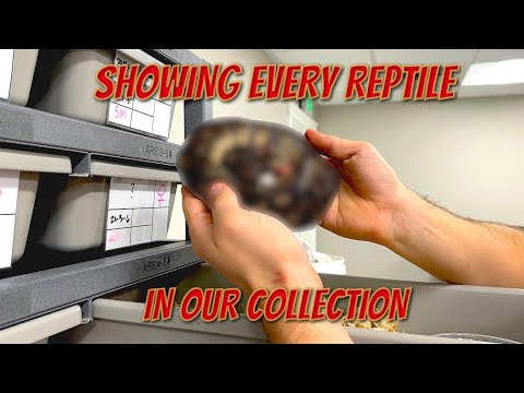 SHOWING EVERY SINGLE ANIMAL IN OUR MAIN COLLECTION