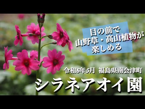 【シラネアオイ園④】 5月 福島県南会津町「シラネアオイ園」　次から次へと山野草・高山植物が咲き始める園内　希少な花々を紹介