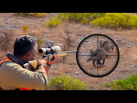 INSANE WILD BOAR HUNTING SHOTS, BEST MOMENTS, HOG HUNTING #hunting #wildlife