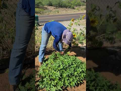 3 leaf fodder plants for chickens!  #chicken #fodder  #raisingchickens