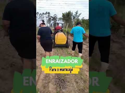 #agricultura #maracuja  #vidanaroça #roça#fazenda #caipira #roceiro #umcaipiranopedaço #viral