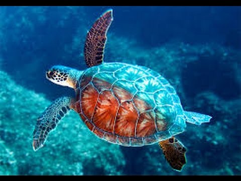 Sea Turtles Documentary HD - Sea Animals, Weird Fish, Turtles, Sharks, Whales, Snakes