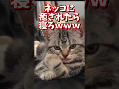 ネッコの動画で癒されたら寝ろｗｗｗ　#2ch #2ch動物スレ #2ch面白いスレ #動物 #犬 #猫 #癒やし #ねこ