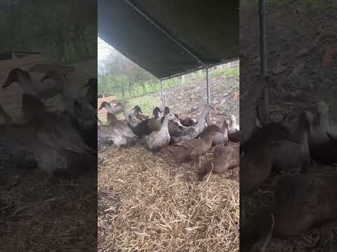 What do you hear? …… I hear happy ducks 😊 #ducks #chickenvideo #shorts