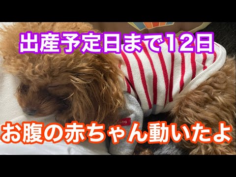 出産まで12日！お腹の赤ちゃんが動きました🥹