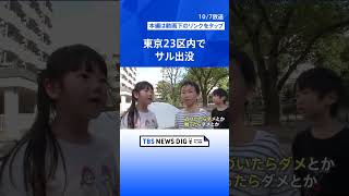 東京23区内でサル出没！北区・板橋区・練馬区でも目撃情報  | TBS NEWS DIG #shorts