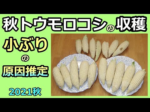 【あま～い秋トウモロコシ収穫 2021】小型の原因わかったかも  家庭菜園28年目  無農薬 半自給自足