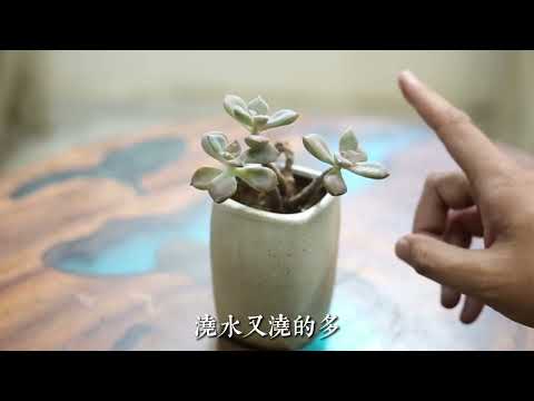 多肉植物徒長怎麽辦？