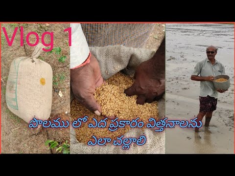 Paddy direct sowing method | Wet paddy sowing