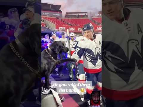 Dog cheers with all players 😍🐶#shorts #puppy #cuteanimal #pets #trending #viralvideo