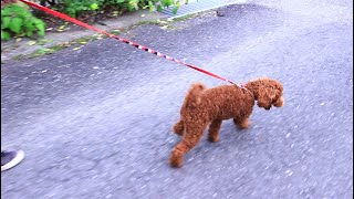 犬の引っ張り癖を直した方法と散歩トレーニングのビフォーアフター #44