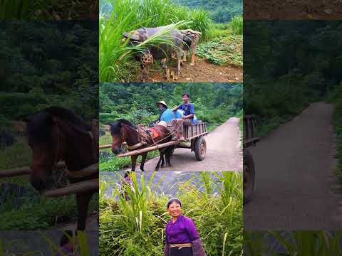 ✨ Somewhere in Ba Be National Park and Cao Bang, Vietnam🌄