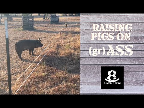 Raising Pigs On (gr)ASS | Central Texas Drought 2022