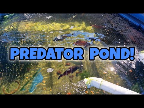 HOW TO GROW YOUR MONSTERFISH FAST AND HEALTHY! ( GROWTH HACKS & POND TIPS)