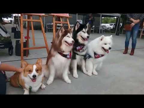 淡水 海關碼頭哈DOG LIFE 20171112